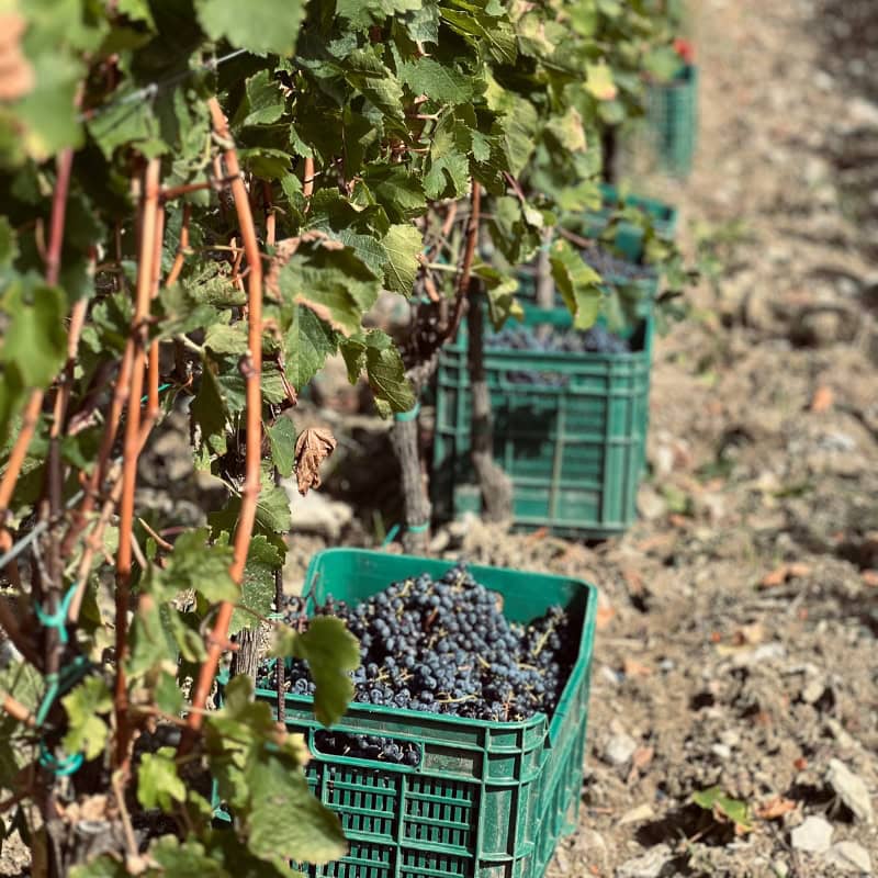 Grüne Erntekisten gefüllt mit reifen blauen Weintrauben bei der Weinlese in einem Weinberg im Anbaugebiet Carmignano DOCG in Italien.